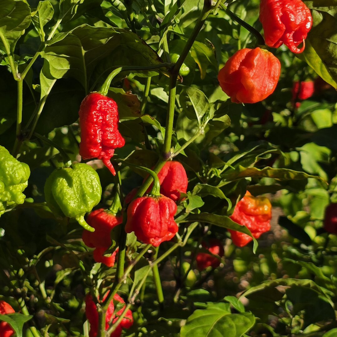 a bunch of red and green Carolina reapers in afternoon sun