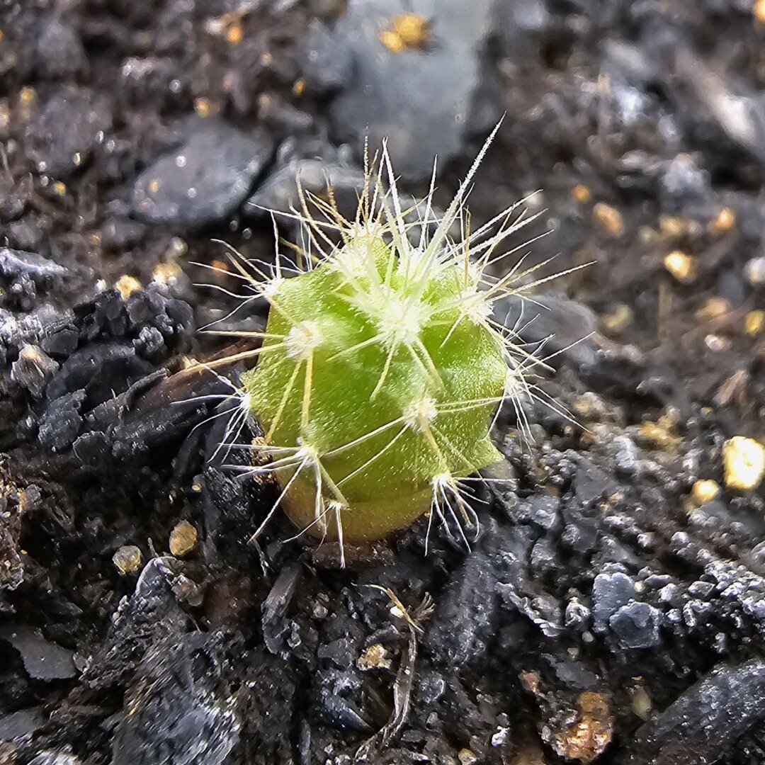 teeny tiny baby cactus, smaller than a pea.