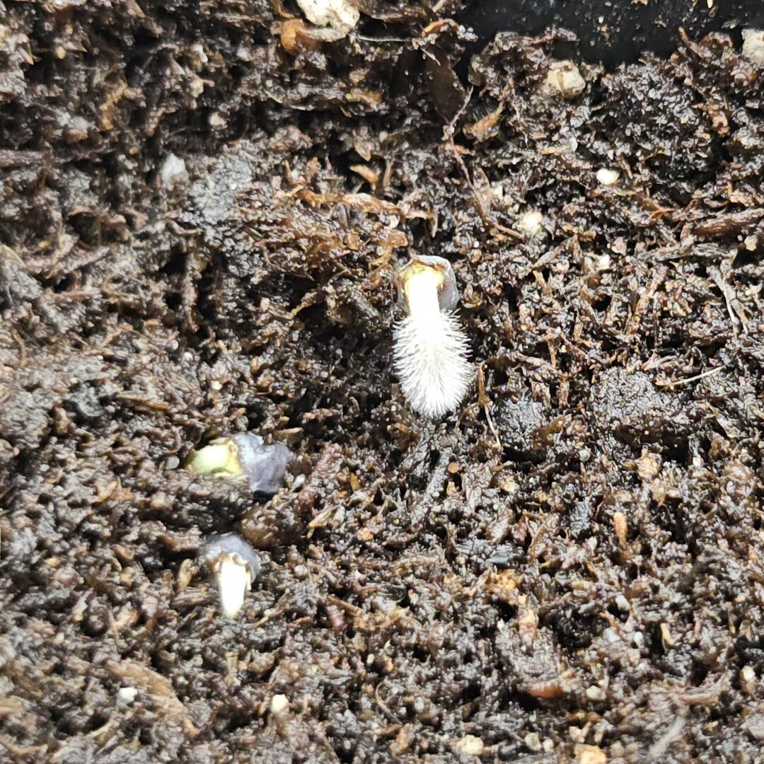 feathery root covered in hairs sticks out of a basil seed