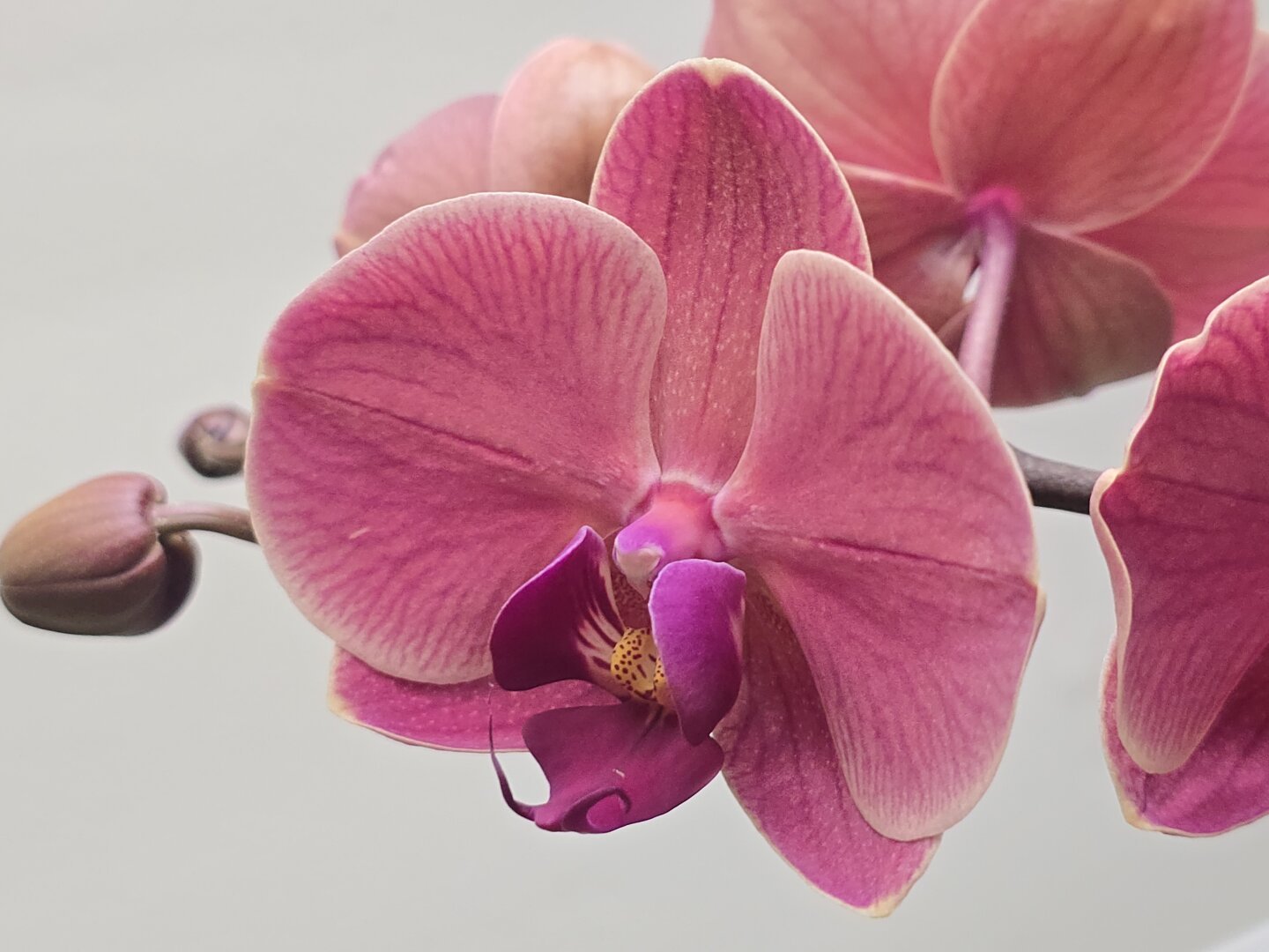 pinkish purplish phal blossoms
