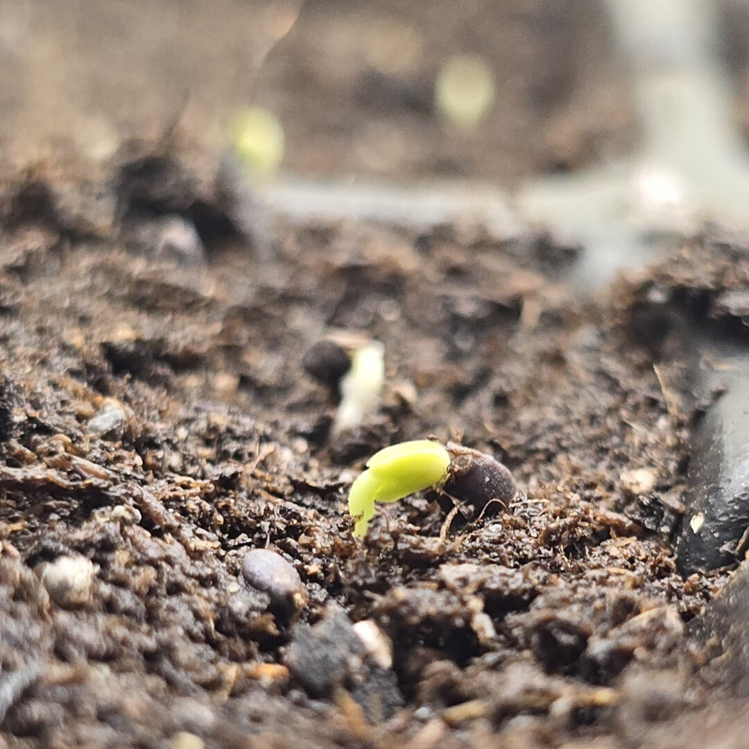 tiny basil seed sprouting, with a root and proto leavea peaking out of the dirt. two more are out of focus in the background.