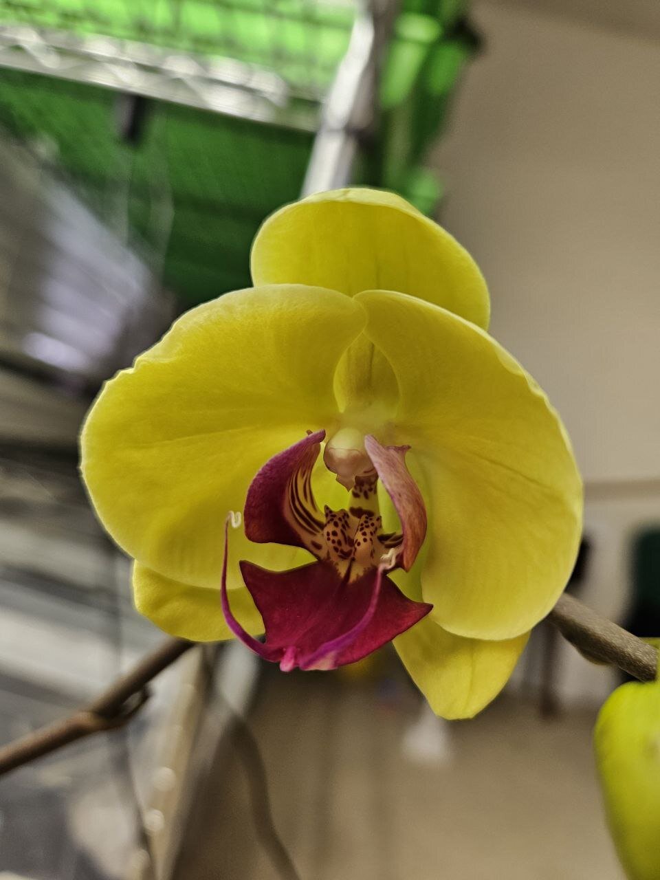 yellow and purplish phal blossom
