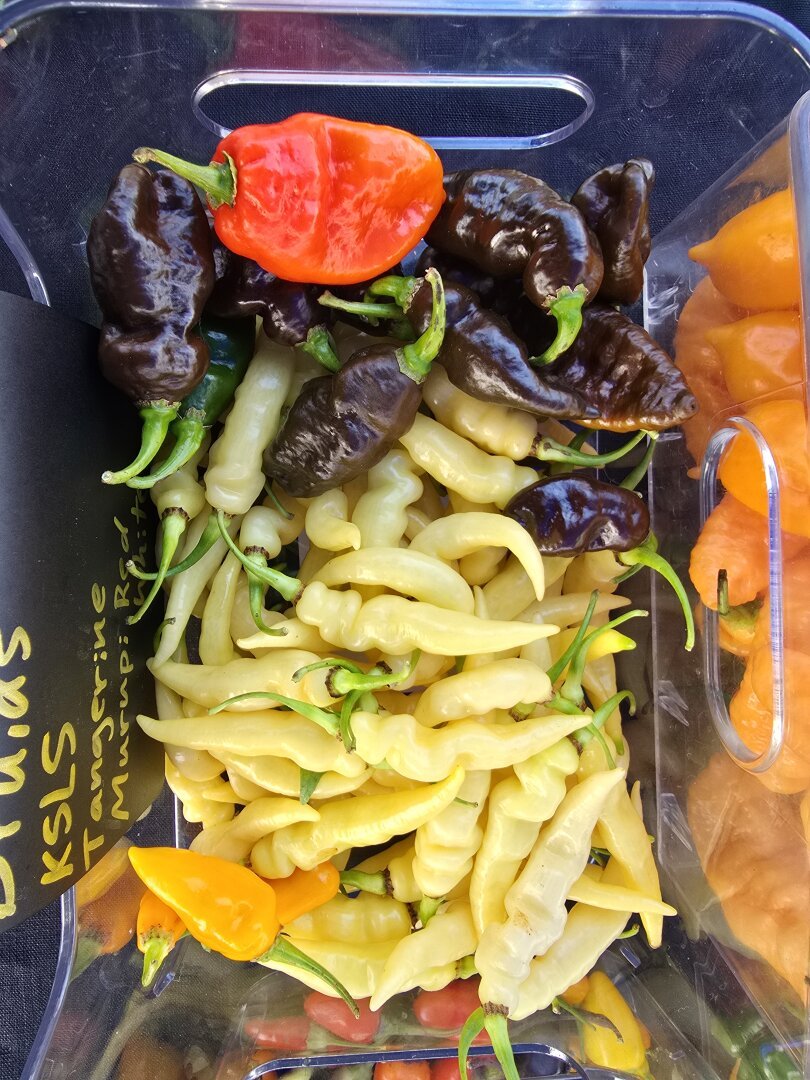 wrinkly small caterpillar peppers and some other varieties in a bin