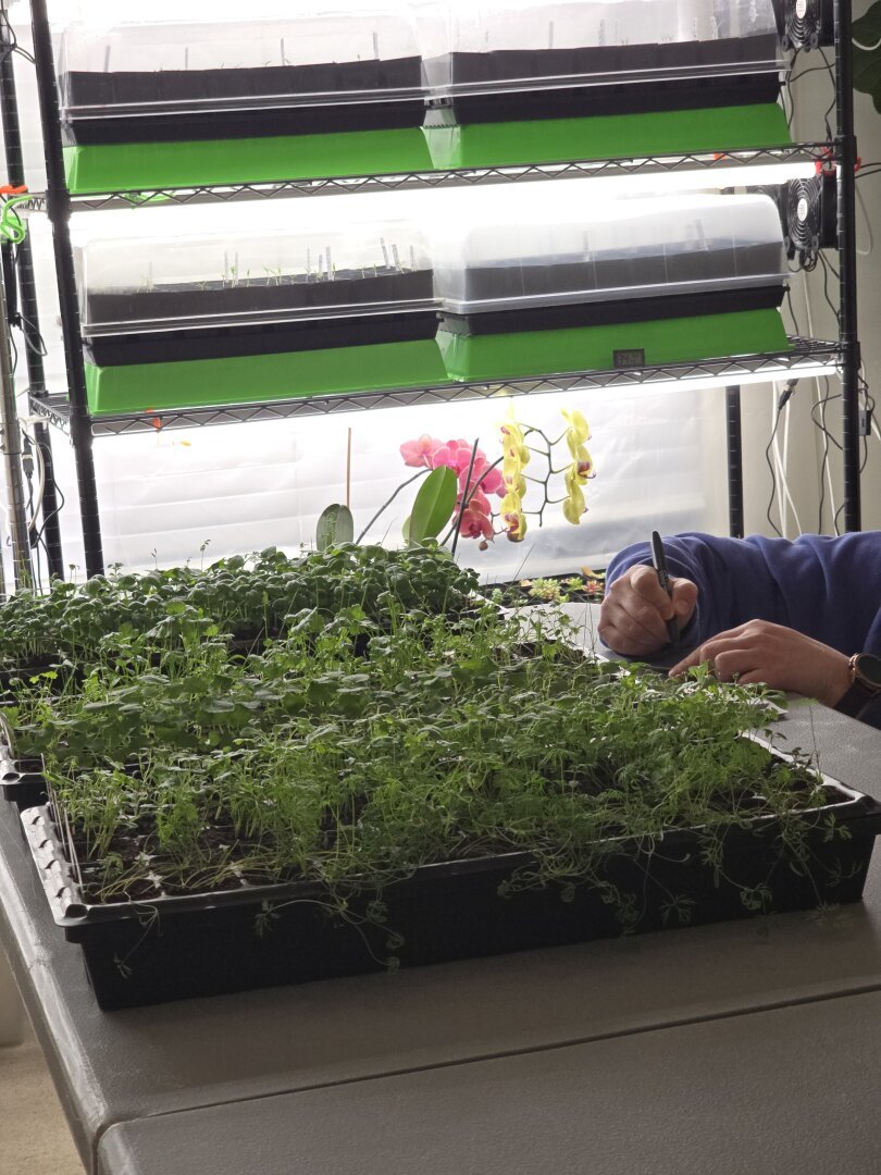 a table is front and center, looking at it from one of the long ends. 3x 50 cell 1020 trays filled with various herbs. in the background are wire shelves with grow lights and more trays of plants. a person's hands are visible at the table, writing plant tags.