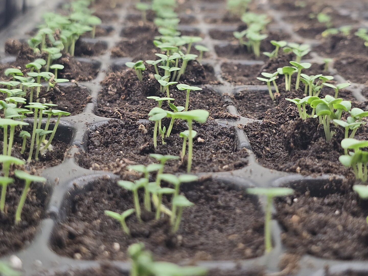 three rows of seed starting cells. they have many basil sprouts