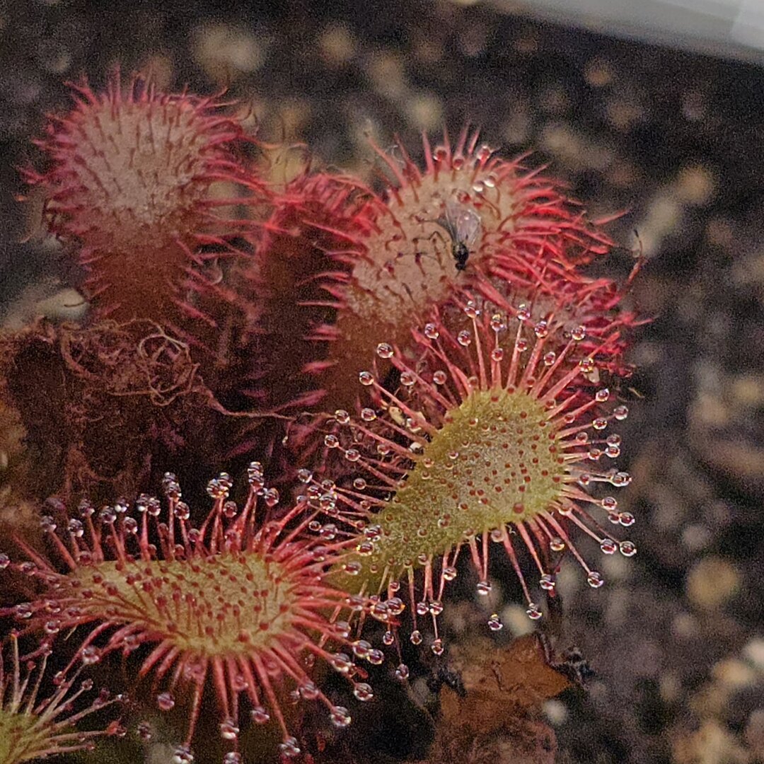 a single fungus gnat stuck to a sundew.