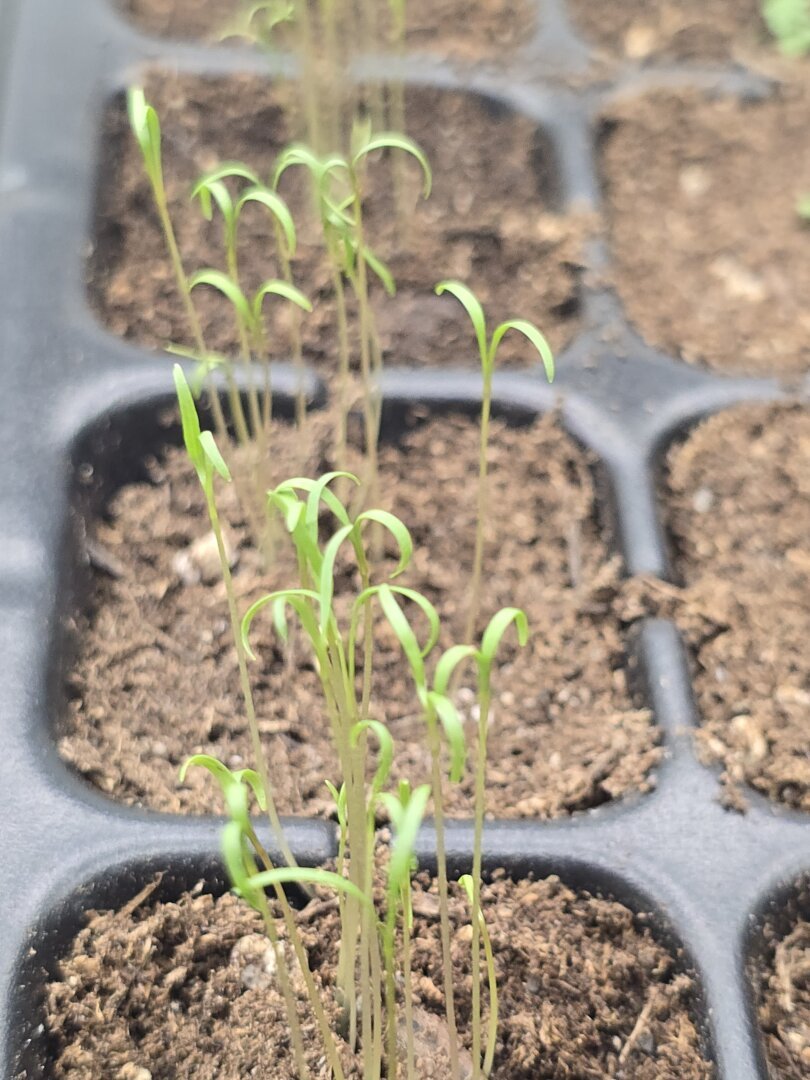a row of dill sprouts