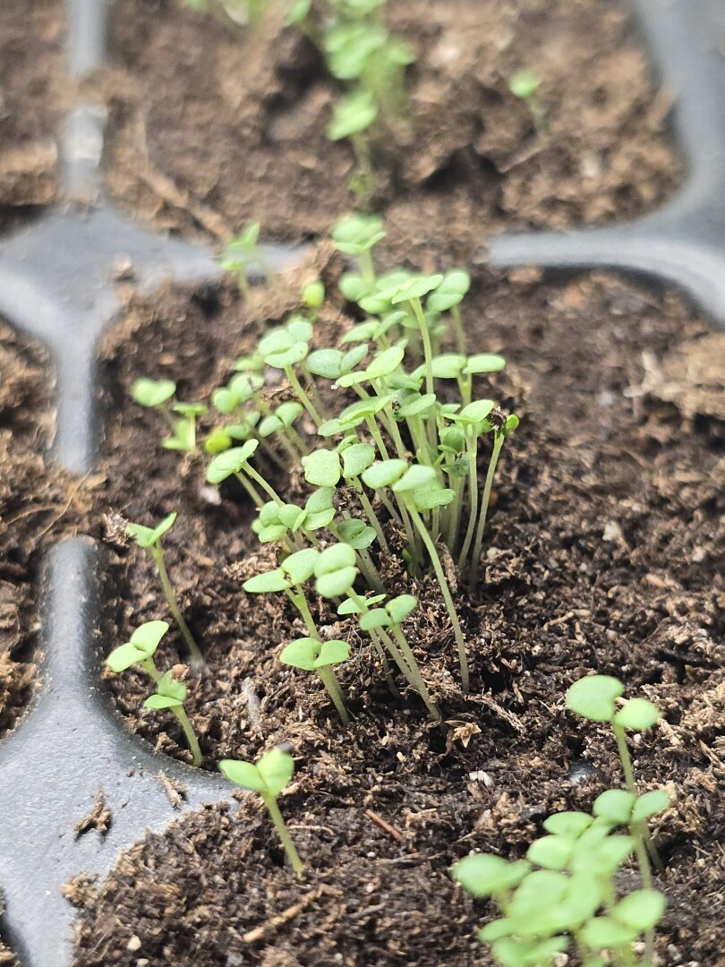 a clump of thyme sprouts.