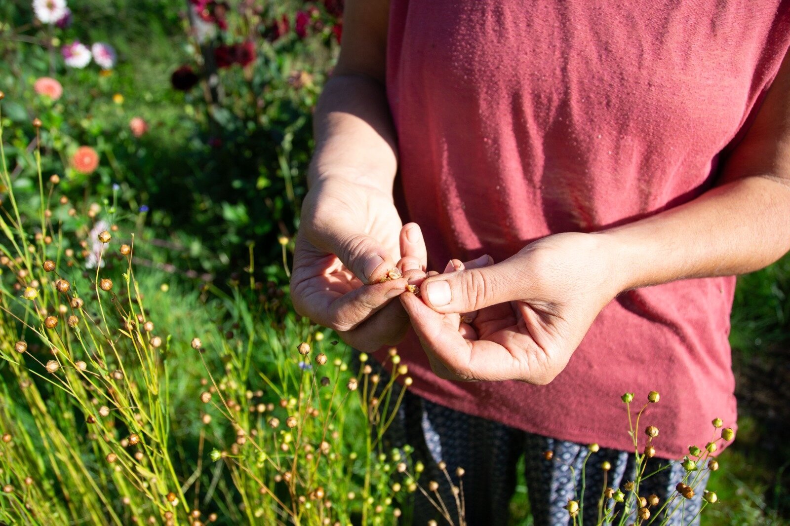 Close up of community gardener Emel breaking open some flax seedpods above a square meter of flax right before harvest.