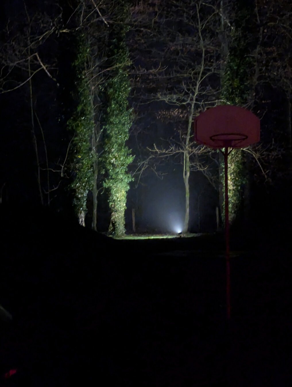 Das Bild zeigt den Eingang zu einem Wald. An der rechten Wegseite ist ein Scheinwerfer am Boden, der die Bäume links anstrahlt. Es ist Nacht und leicht nebelig. Die Bäume sind kahl, das einzige Grün an ihnen, ist der Efeu, der sich die Stämme hoch rankt. 
Im Vordergrund ist ein Basketballkorb mit Roter Rückwand.