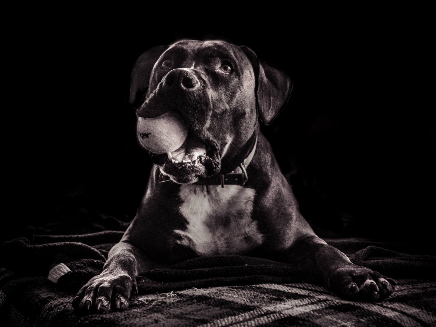 A playful dog laying on a blanket, holding a tennis ball between the teeth with a funny expression.