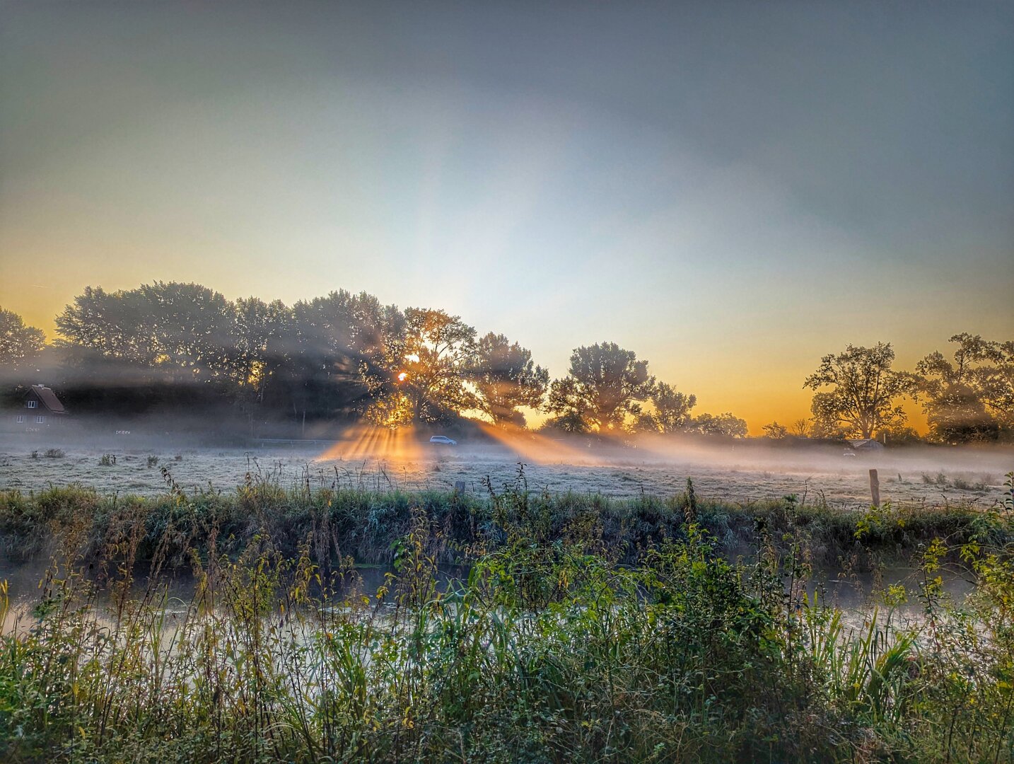 Sunrise, rays of light through trees, visible in fog on the ground over a pasture