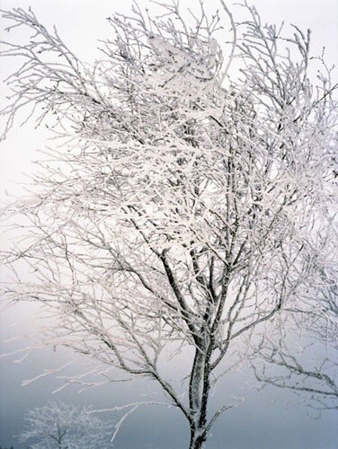 A single tree in the winter wind, covert frost. Somwhere in the country side in East Belgium