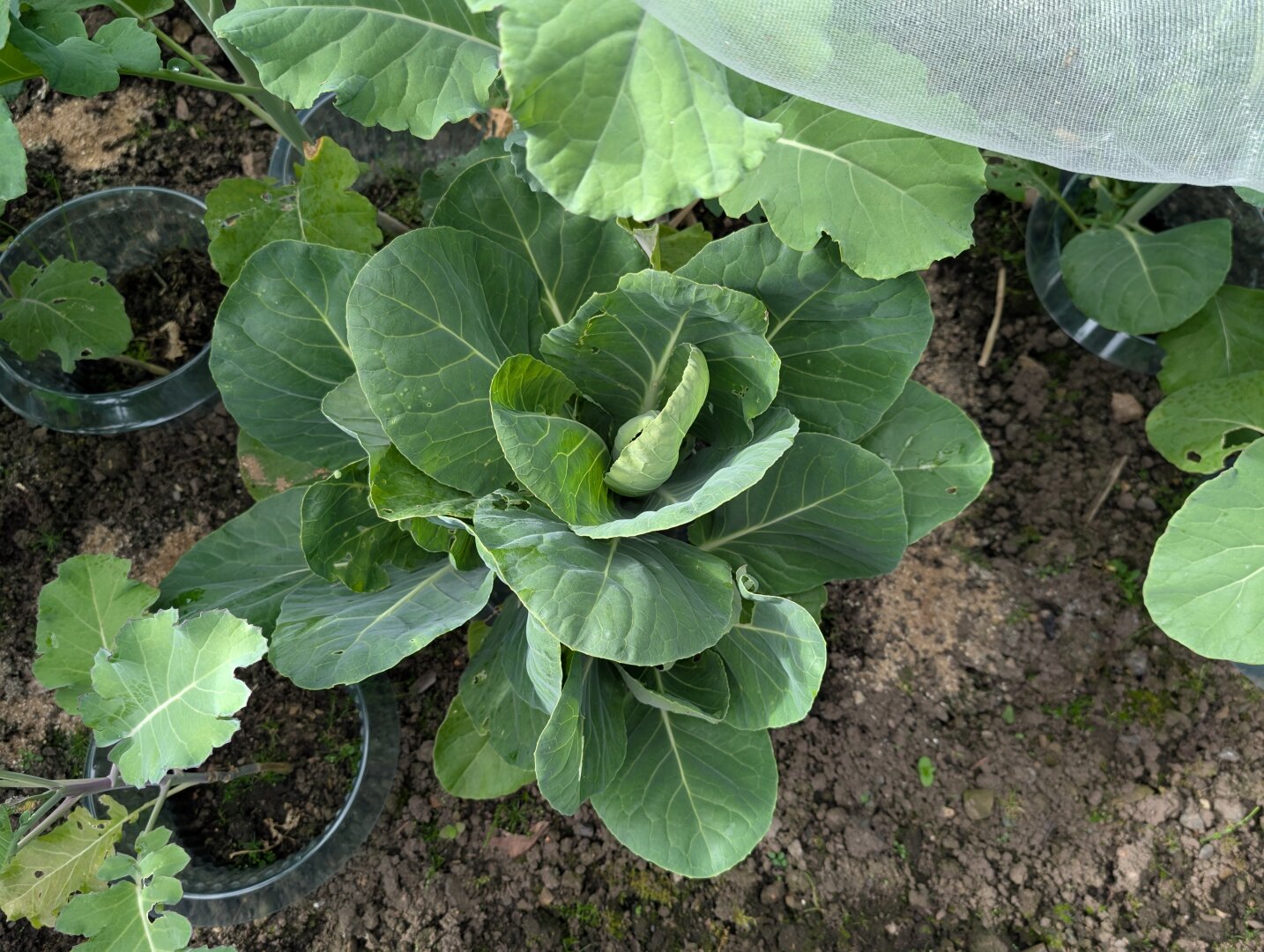 A green young cabbage growing in a raised bed in my allotment. The leaves are large and loose. The heart of the cabbage is still forming.