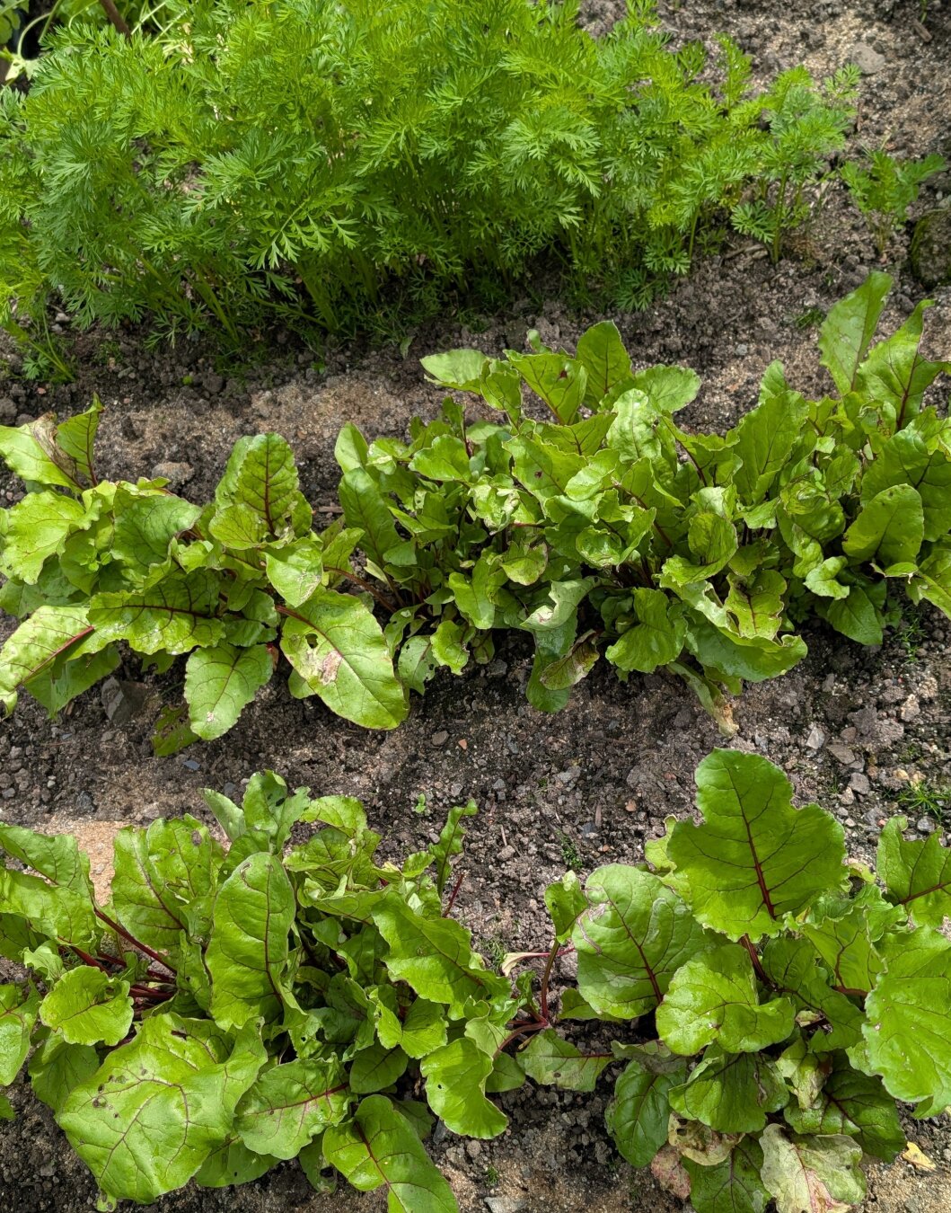 A row of baby beets. The foliage is emerald green, with red stalks
