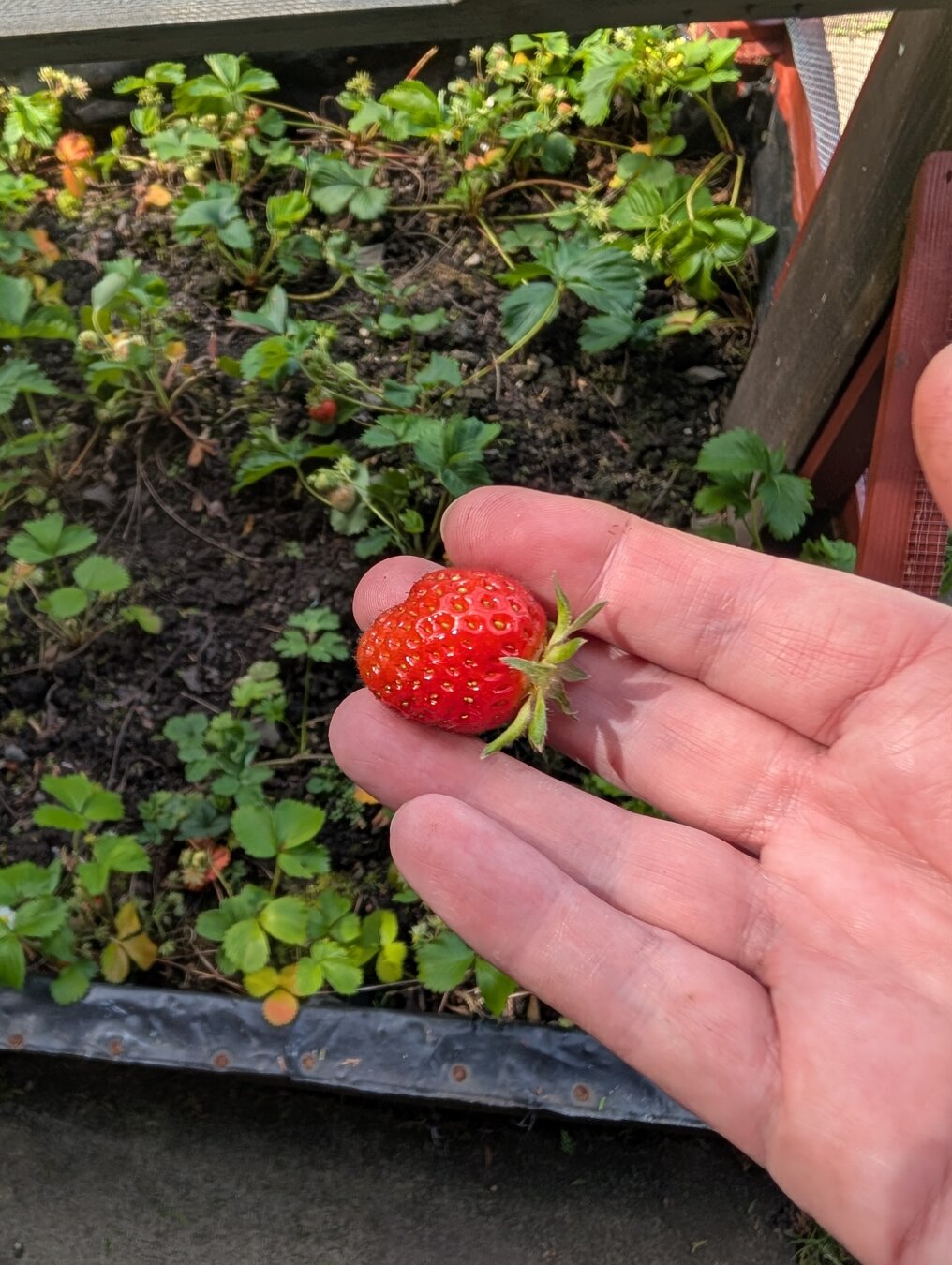 I hold a ripe red strawberry in my hand. I have just picked it from the strawberry patch below.