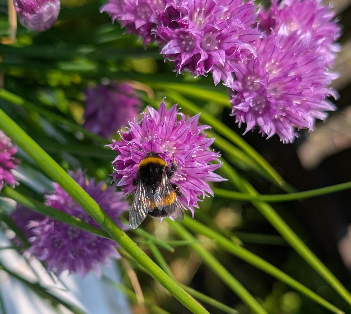 A black & golden bumble bee on a purple chive flower. The succulent rich green chive vegetation can be seen amongst the chive flowers.