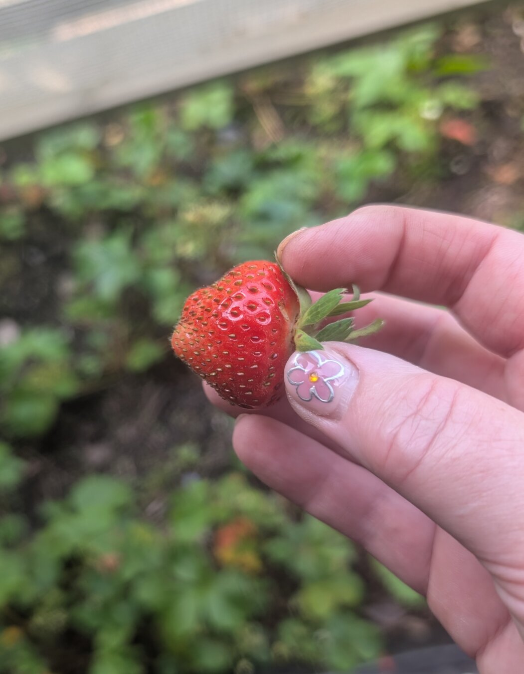 I hold a freshly picked strawberry. It is  a delightfully wonky shaped red fruit.