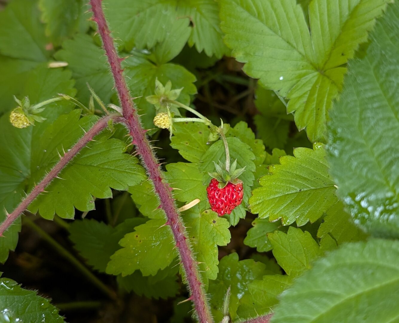 A tiny red wild woodland strawberry hanging among the plant's green foliage.