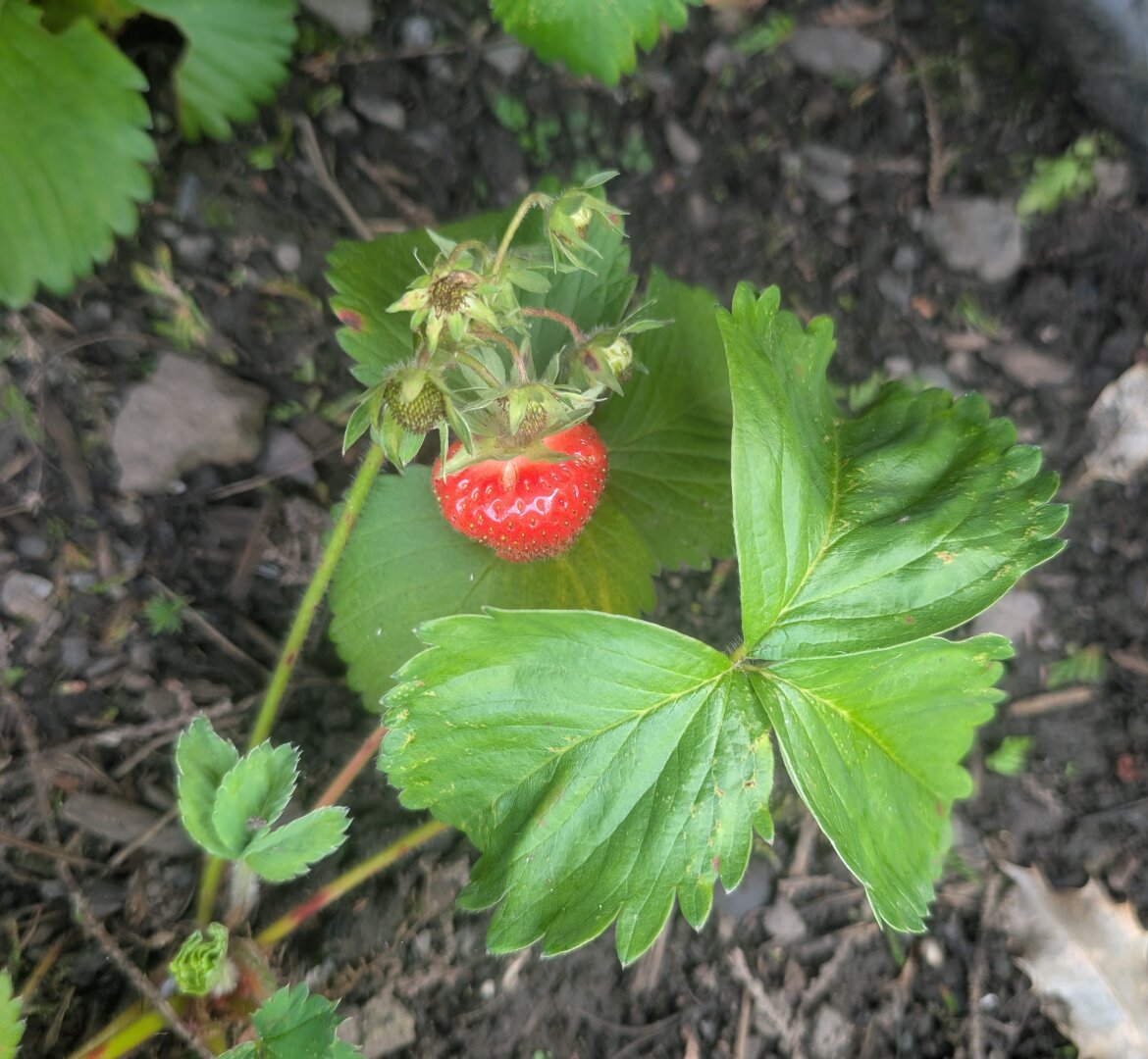 A small ripe red strawberry hangs from its stalk on a strawberry plant. Just visible are other, tiny green, strawberries on the plant. The green leaves of the plant are vivid beneath the ripe red strawberry.