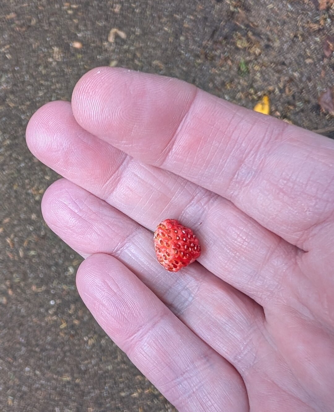 The same tiny red strawberry sits on my fingers, to show the scale. It is the size of a fingernail.
