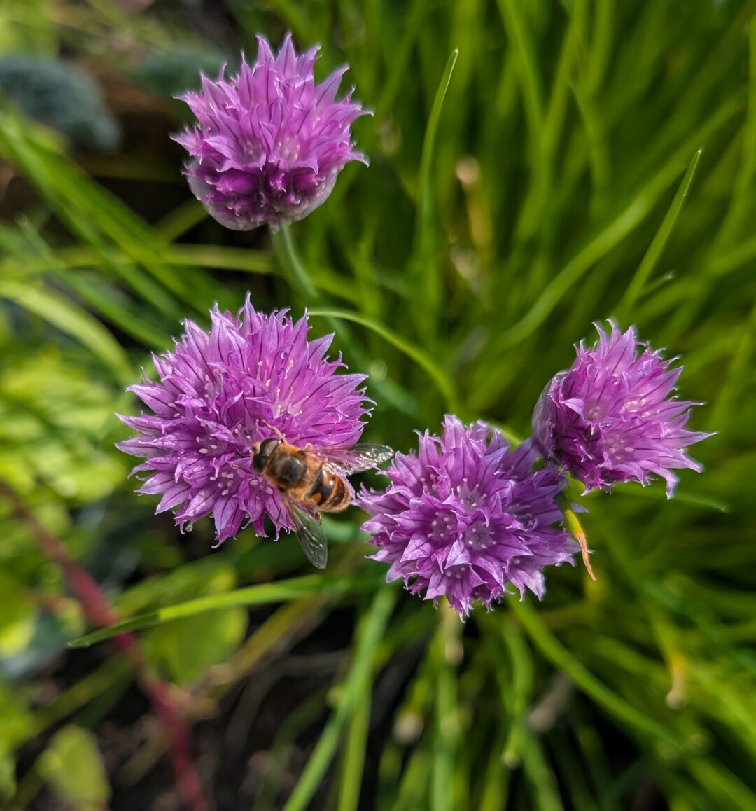 Another bee (?) on one of my chive flowers. I think it might be a honey bee, but I'm afraid I'm no good at identifying bees