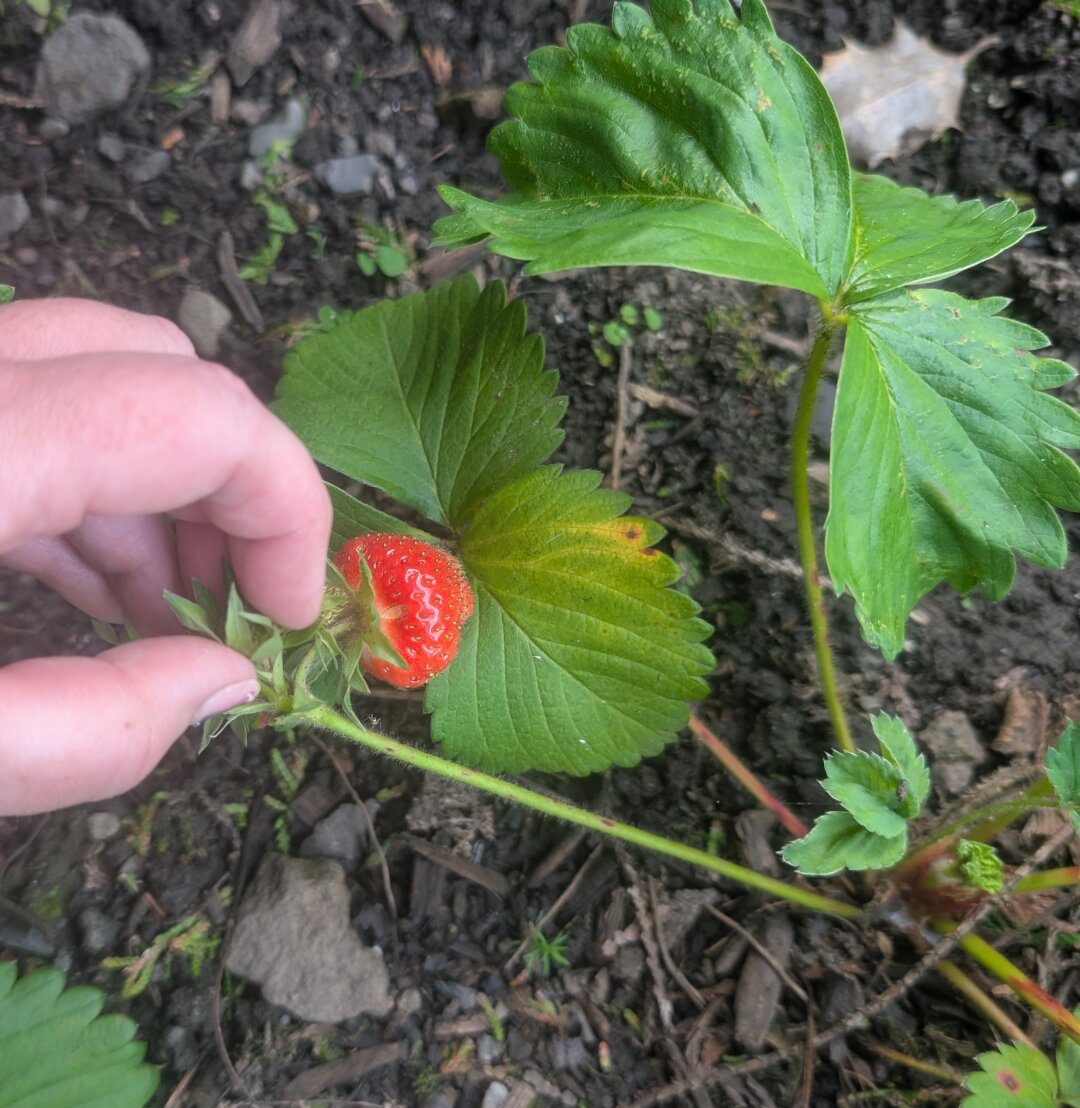 I hold back a cluster of petal-less strawberry flowers on a plant, to better show off the single ripe red strawberry hanging among them.