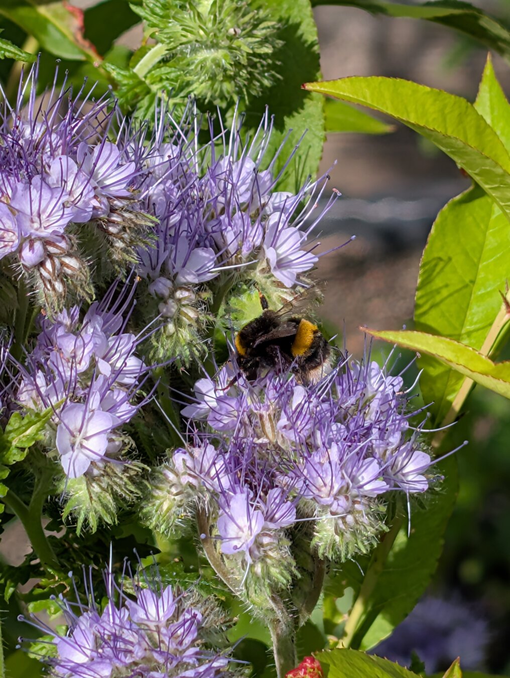 A busy black & yellow bumble bee among pale purple phacelia flowers.