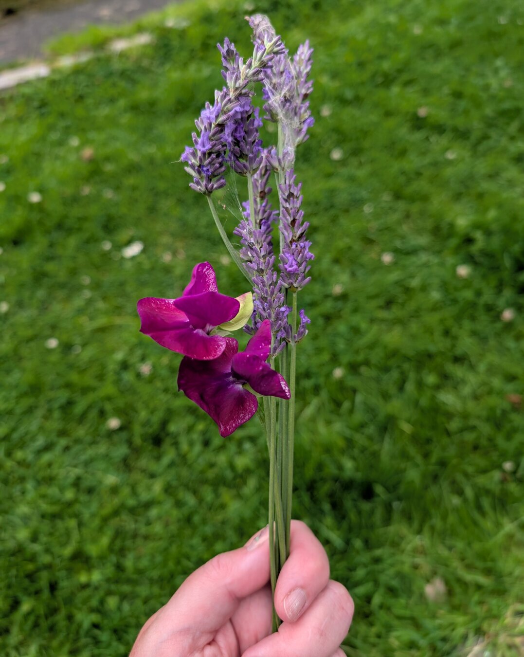 I hold in my hand a small bunch of pale purple lavender flowers, & a single wine-red coloured sweetpea flower.