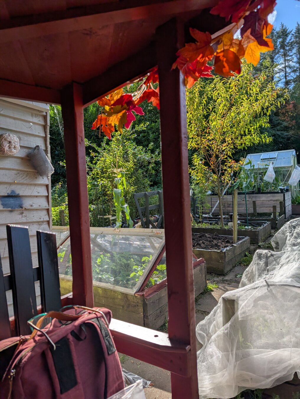 Another view from my seating area. The wire mesh strawberry cage is visible - and there is a small peach tree in the next raised bed.