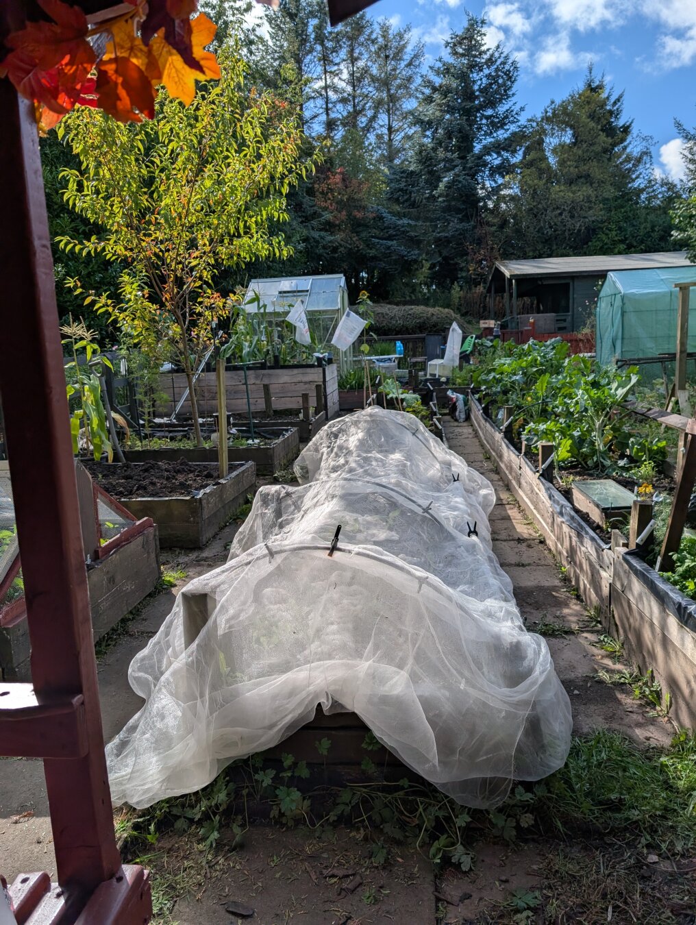 View of my allotment, from my little covered seating pod. Centre of the pic shows a netted tunnel over my cabbage seedlings - next year's spring cabbage.the last if the broccoli plants are in the bed on the right.