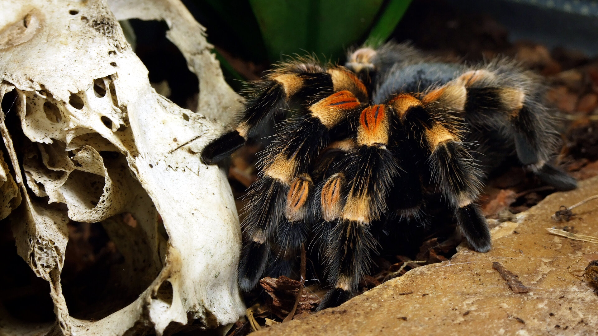 Red knee spider sitting next to a skull