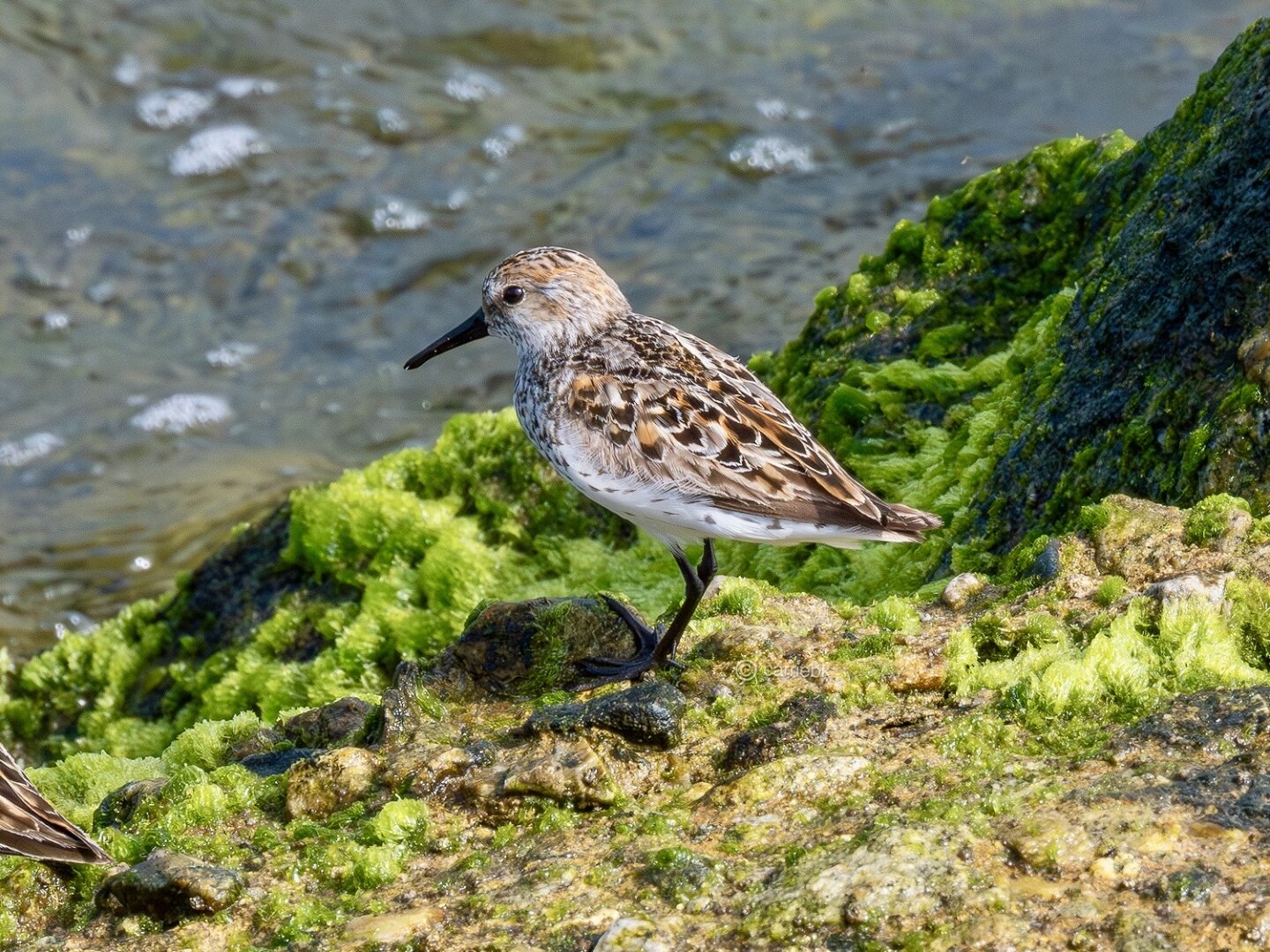 A bird standing on rugged rocks, showcasing their natural habitat and serene environment.