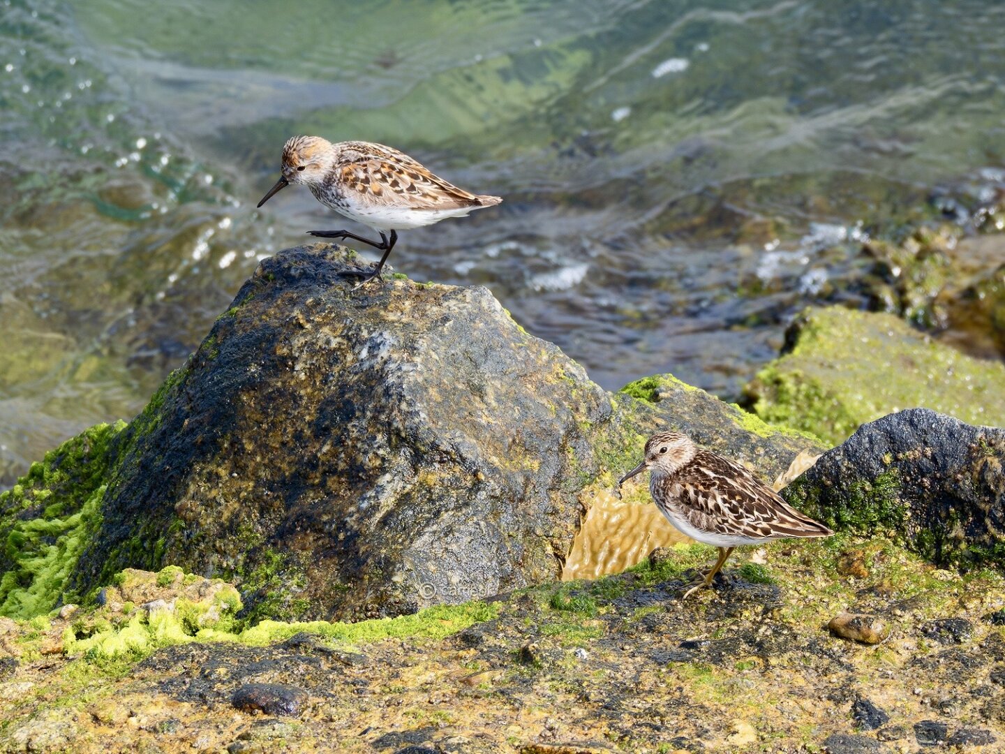 Two birds standing on rugged rocks, showcasing their natural habitat and serene environment.