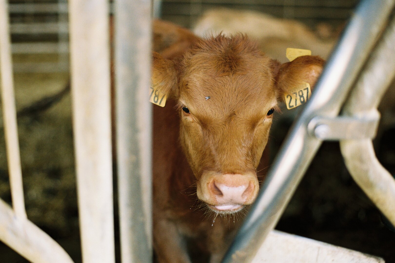 Calf looking at the camera
