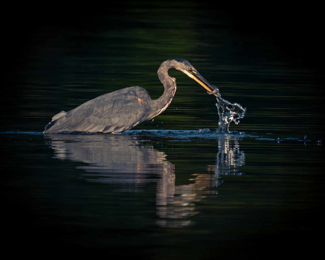 A Great Blue Heron snatches a fish out of the ocean. The scene is reflected on the water's surface.