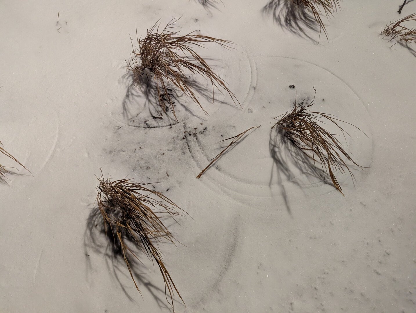 Low light photo of some plants in snow.  The snow around them has circles formed by the tops of the plants dragging in the snow from the wind.