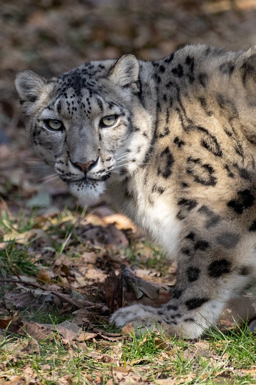 A snow leopard, crouched, staring at the viewer