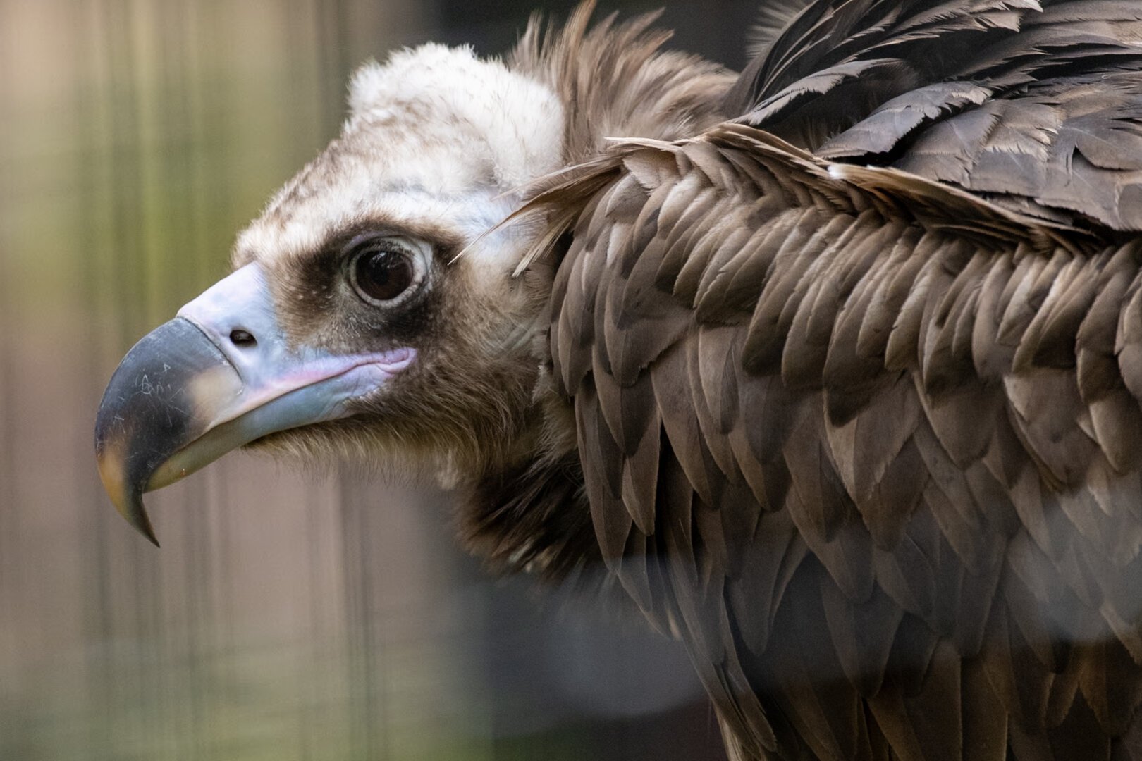 A side-shot photo of a vulture, showing off its hooked beak and thick brown body feathers.