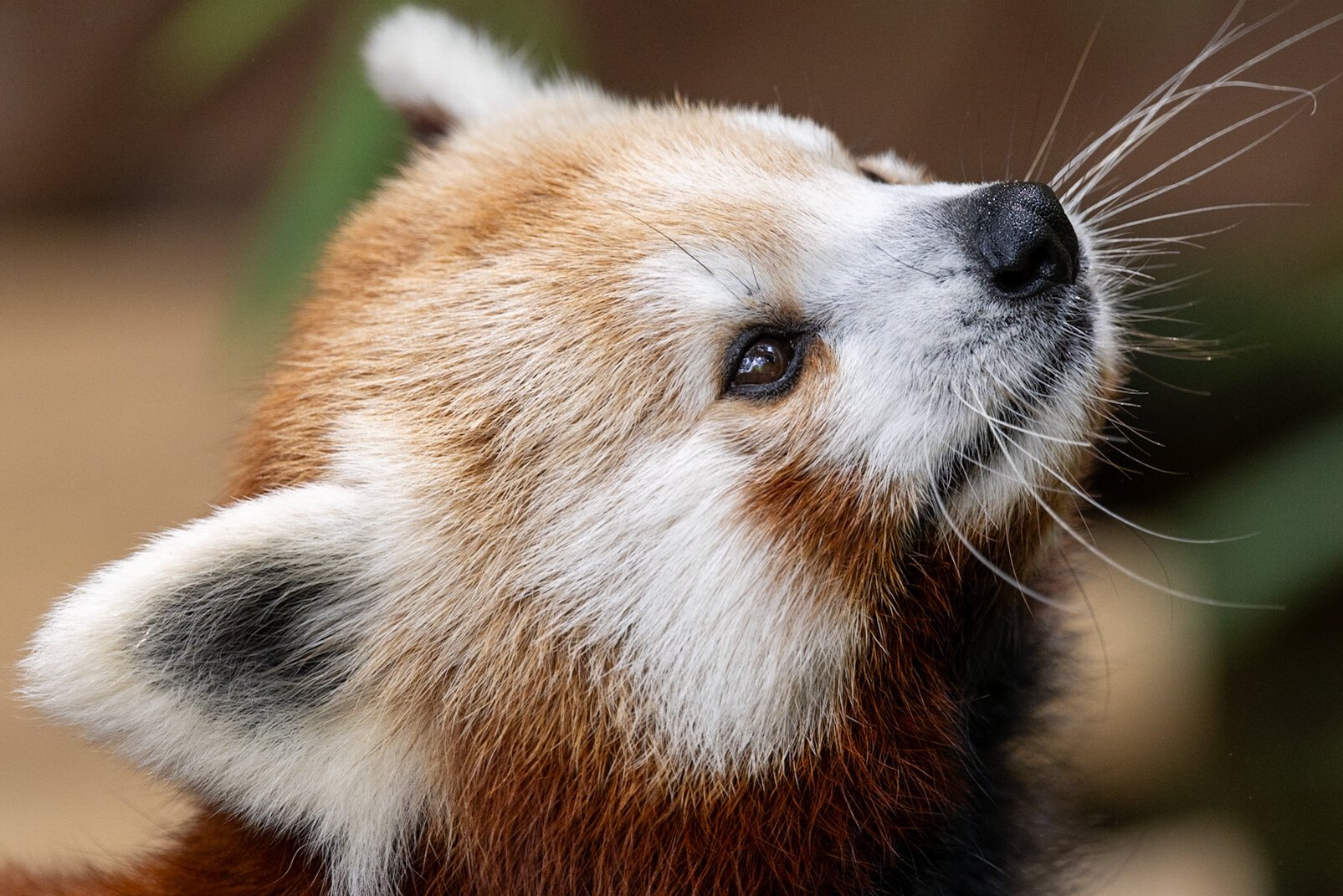 A red panda, looking up to the right off frame, its face is mostly white with patches of orange-red, body is a darker shade