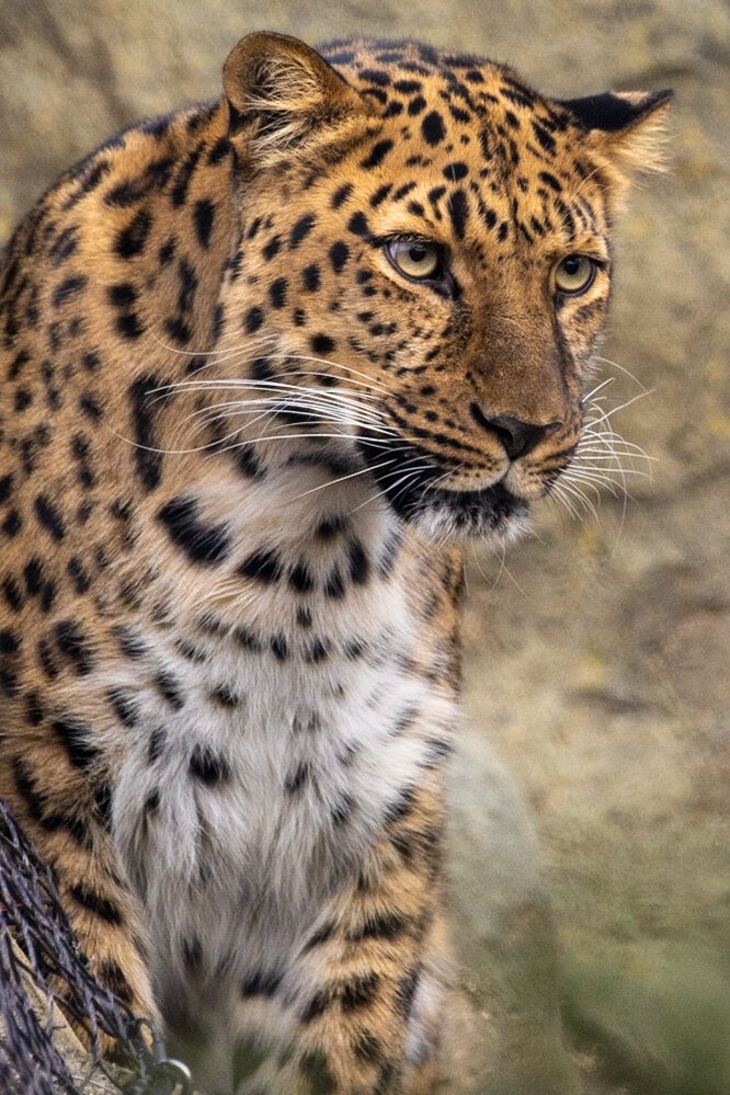 an Amur Leopard, seated, looking off frame, golden eyes and a rich orange coat