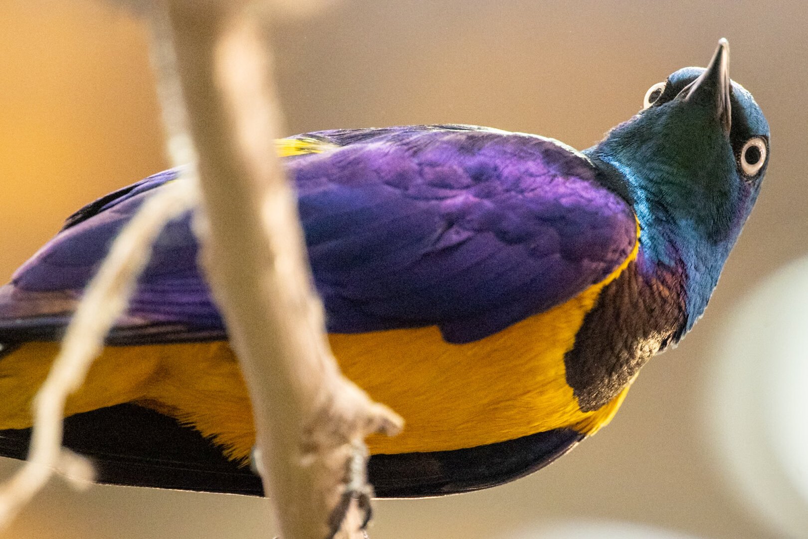 A Golden-Breasted Starling, perched atop a branch, photographed from below. It has vibrant purple wings, a yellow chest and a blue head with light eyes