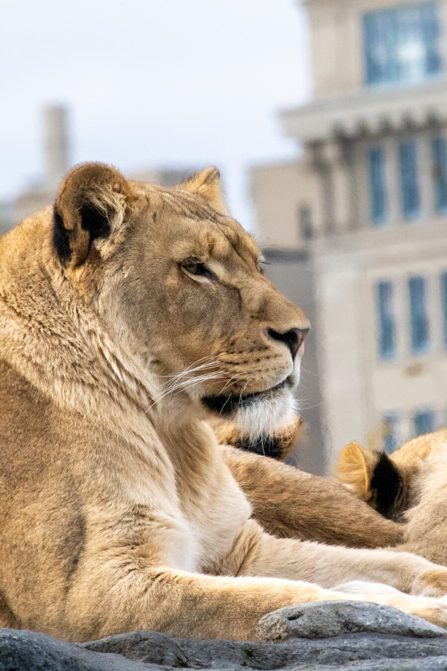 A Lioness, resting atop a rock, gazing to the right off-frame. There are modern buildings out of focus in the background