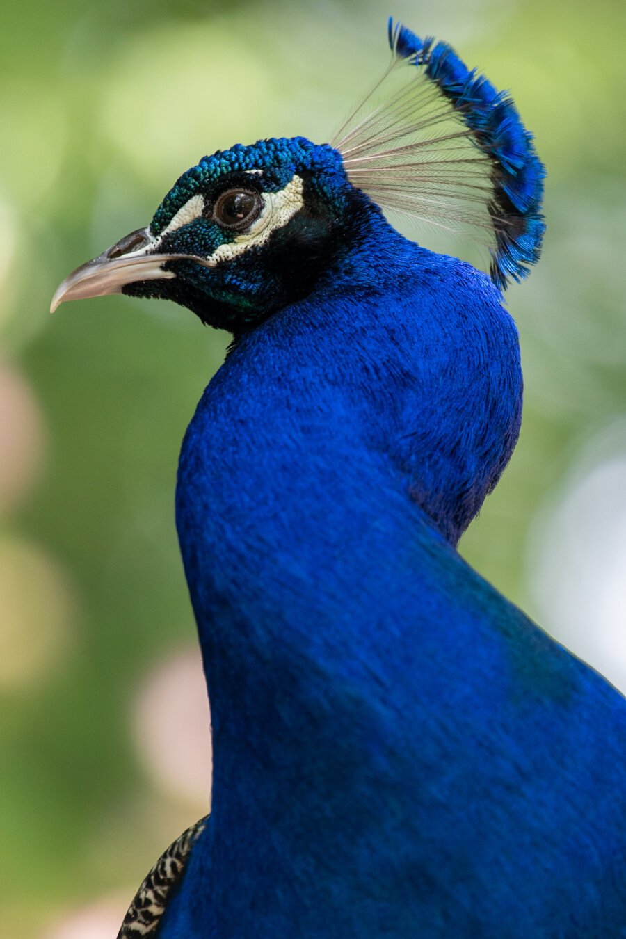 Portrait of a peacock, it's brilliant blue neck twisted in a corkscrew