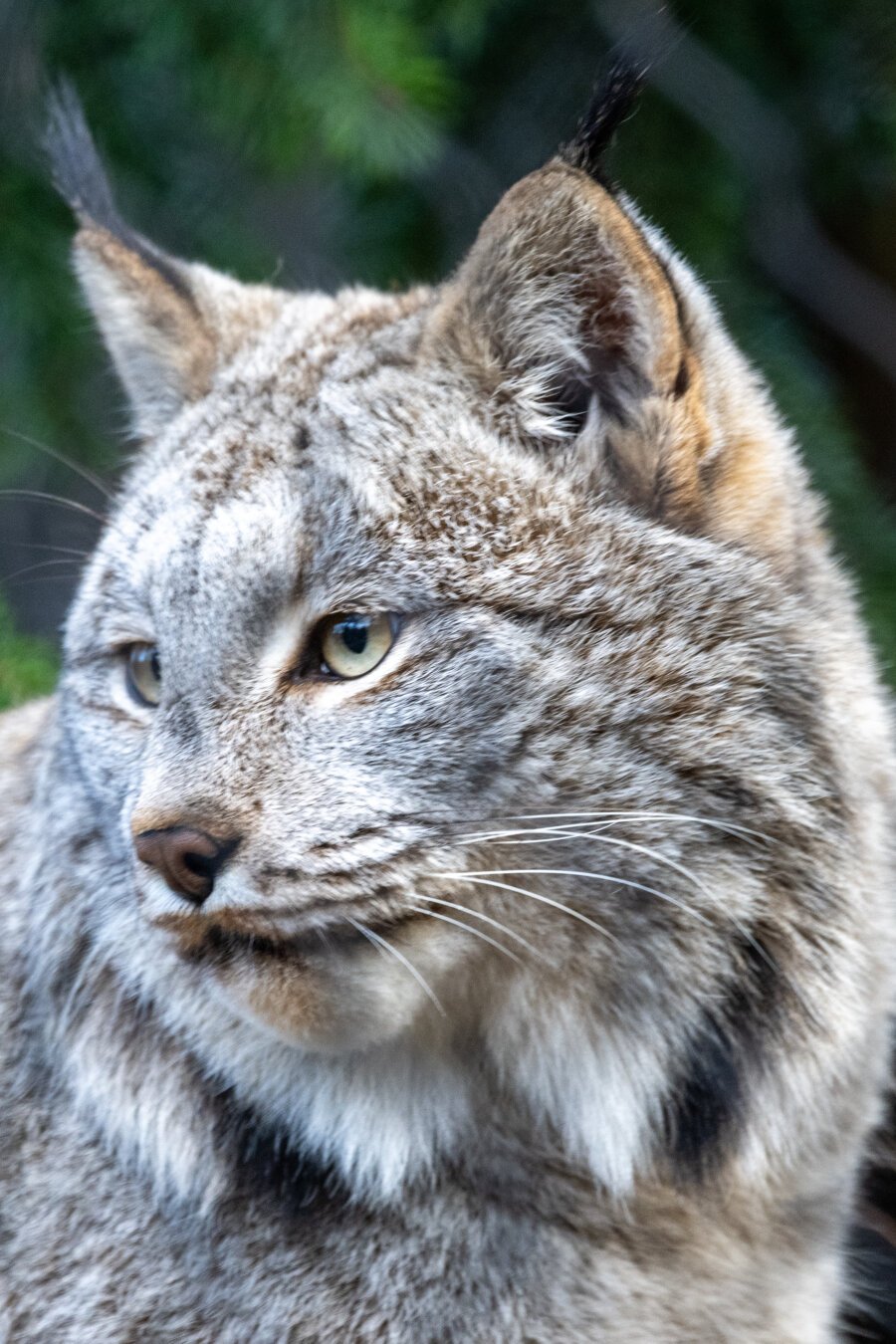 A portrait of a Canada Lynx, looking to the right out of frame. Its long black eartufts on full display