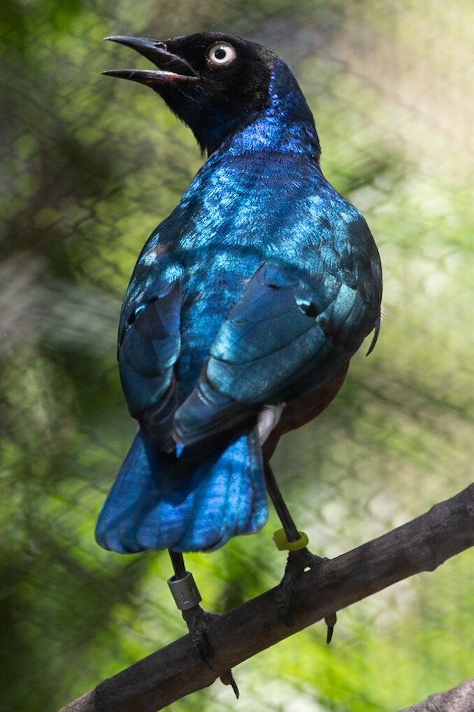 A Ruppell's Starling,  perched atop a thin branch, looking up and out of frame with it's beak parted. The bird has iridescent blue wings and body and a black head