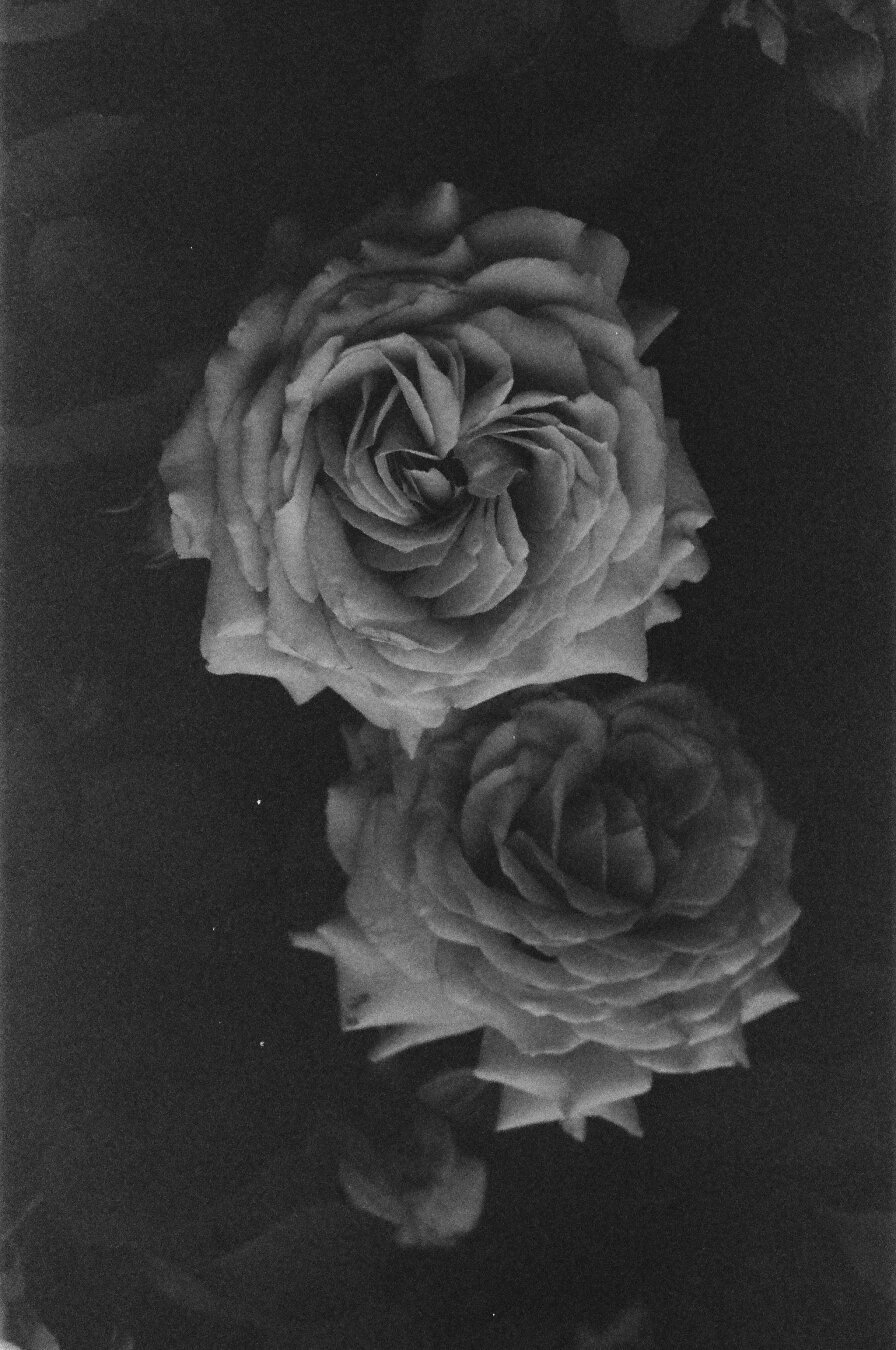 Black and white photo of two roses