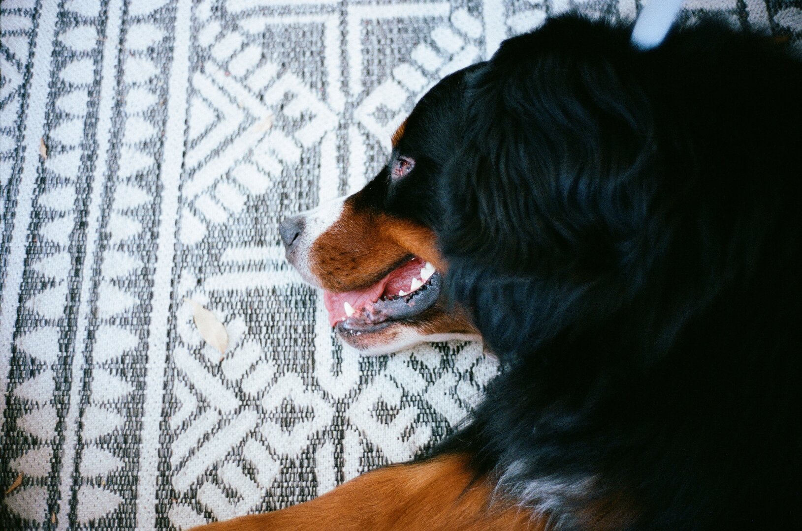 Bernese mountain dog laying on a rug