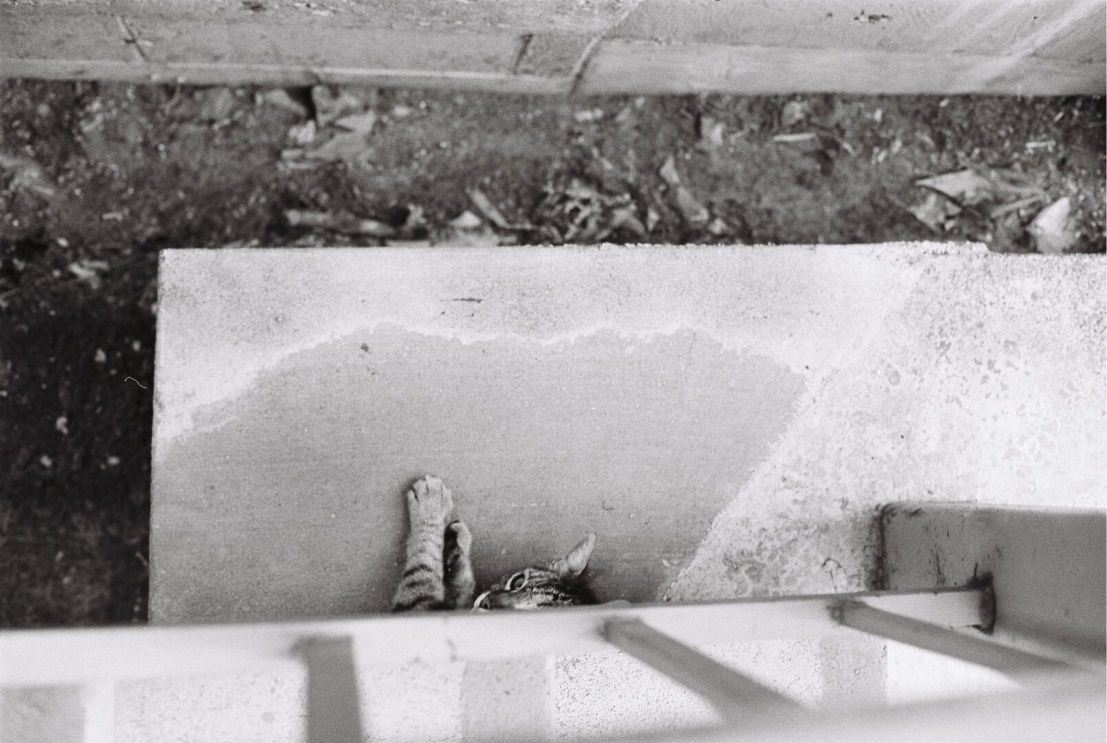 Black and white photo of a cat peeking out from under a railing