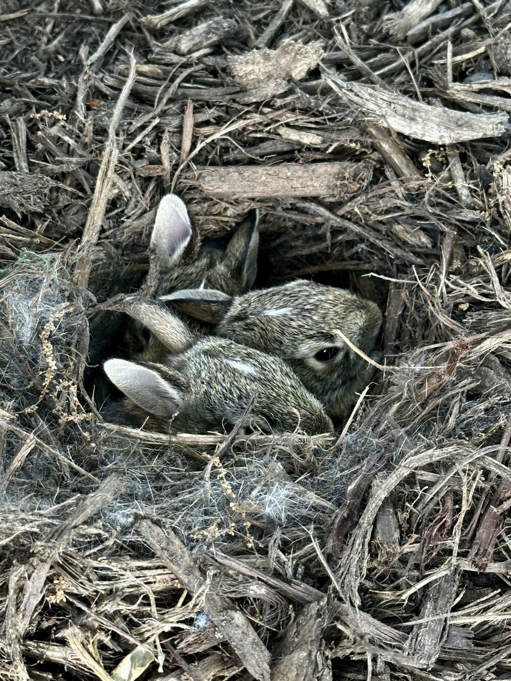 5 baby rabbits in a burrow.